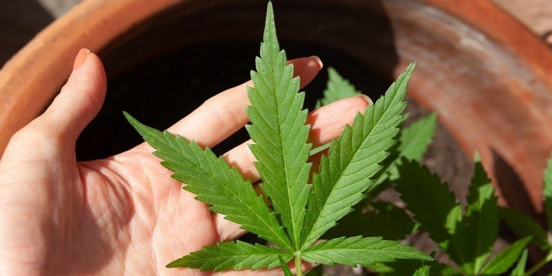 Bioverfügbarkeit CBD Produkte