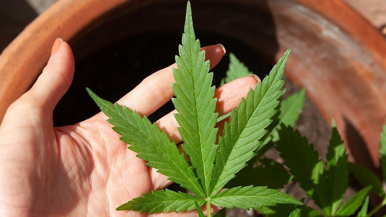 Bioverfügbarkeit CBD Produkte