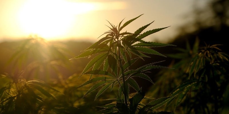 CBD Cannabis Abhängigkeit