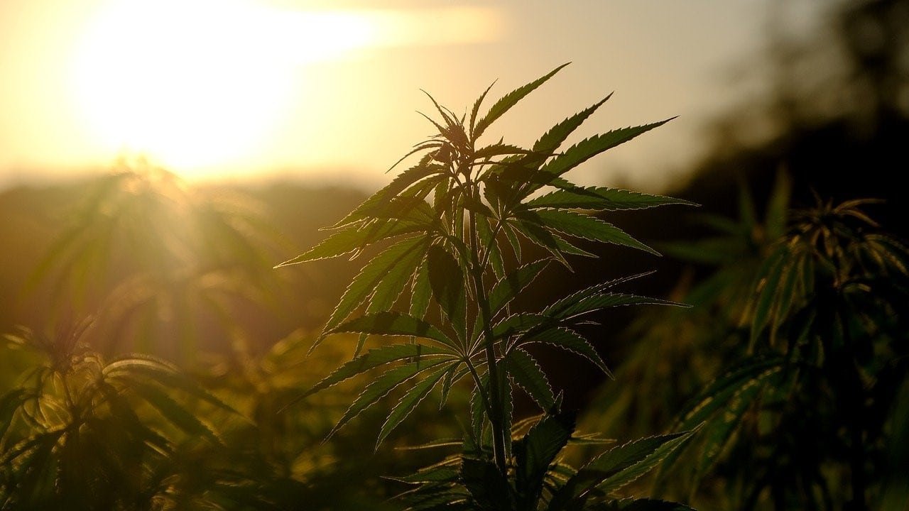 CBD Cannabis Abhängigkeit