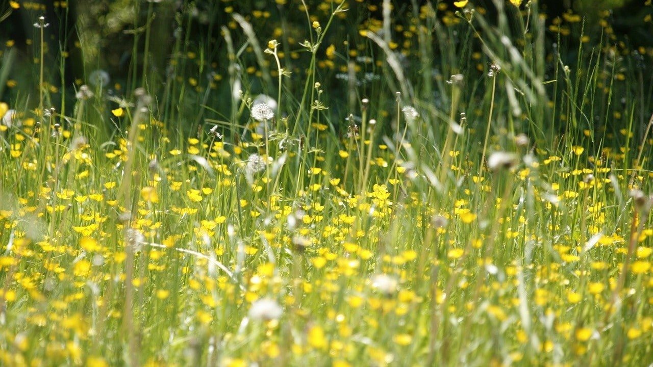 CBD Heuschnupfen Allergien