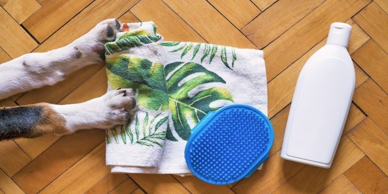 Zeckenbiss Hund CBD-Öl