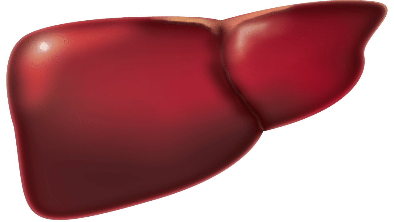 CBD-Öl Leber Studie