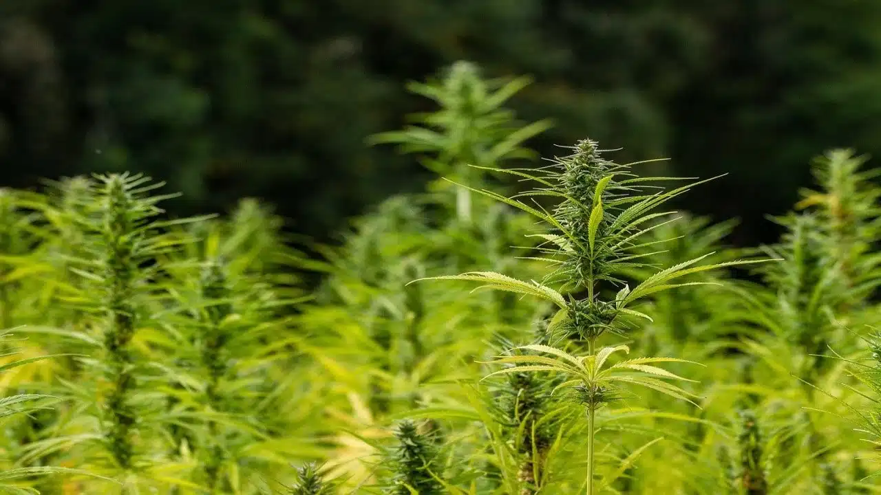 CBD Hanfsorten anbauen