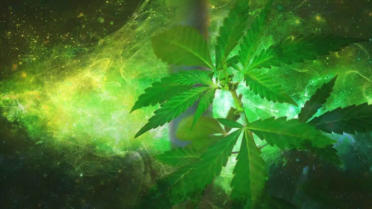Delta-8 THC CBD
