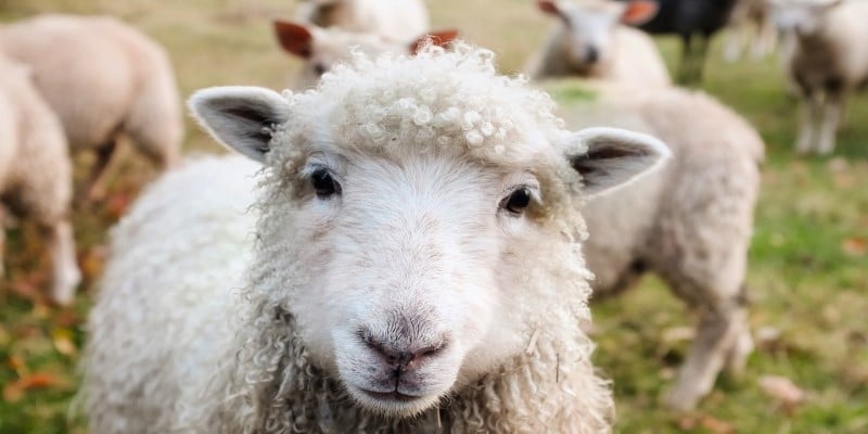 Schafe CBD Tierfutter