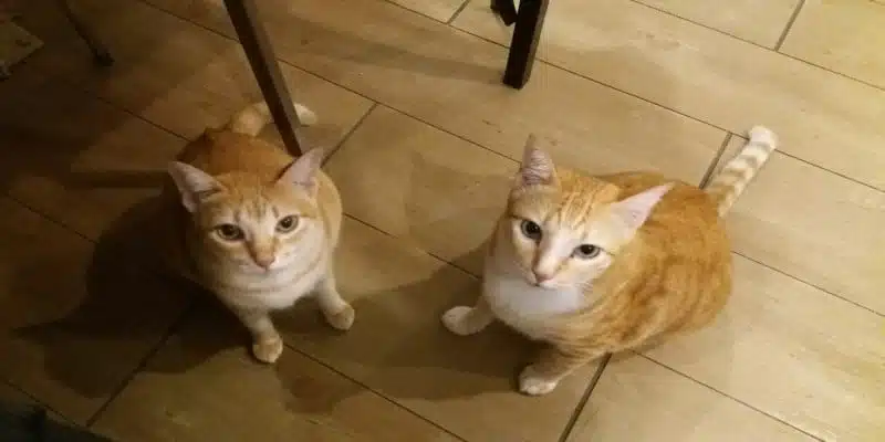 CBD-&Ouml;l Katzen Anwendungen