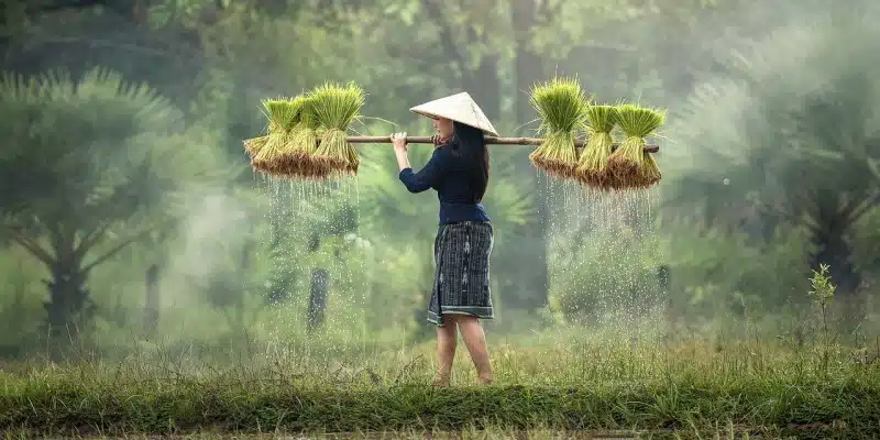 Thailand CBD Nutzhanf
