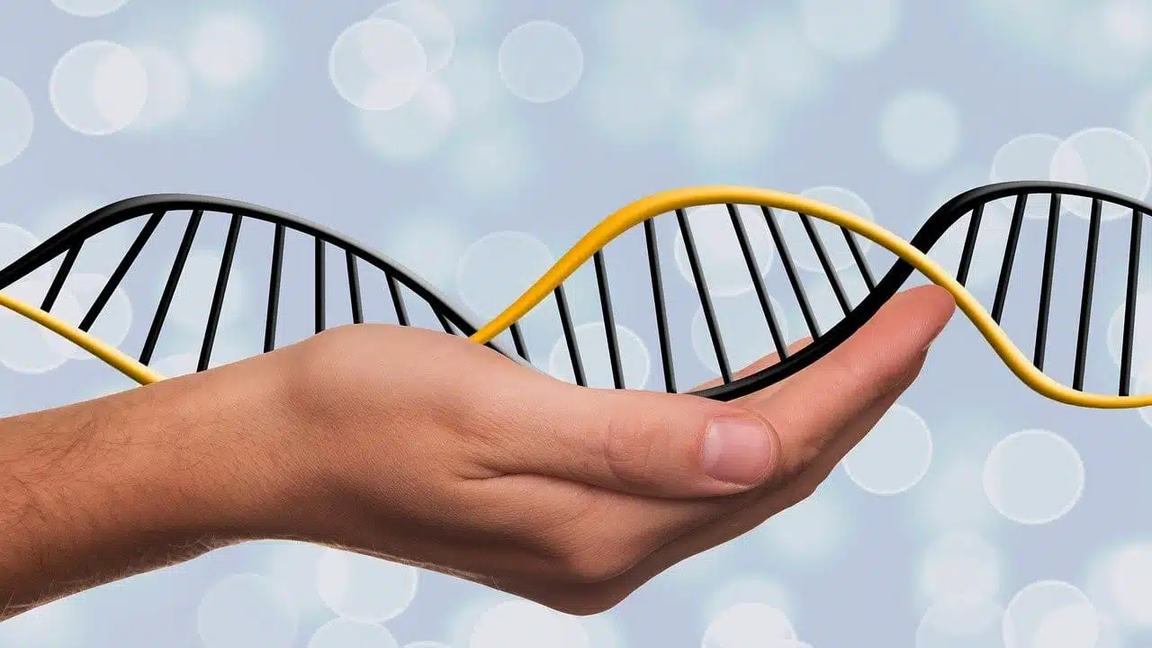 Genetik CBD Hanf