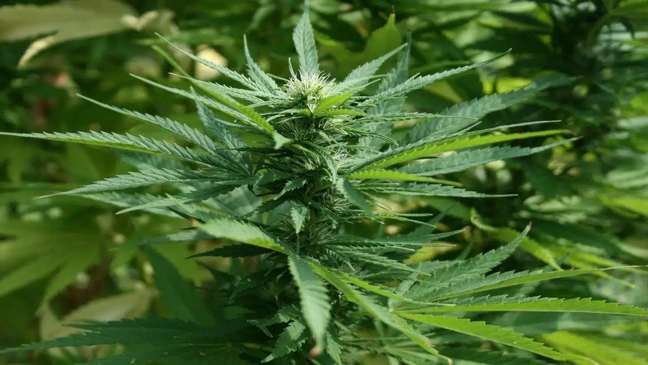 Outdoor CBD-Hanf anbauen