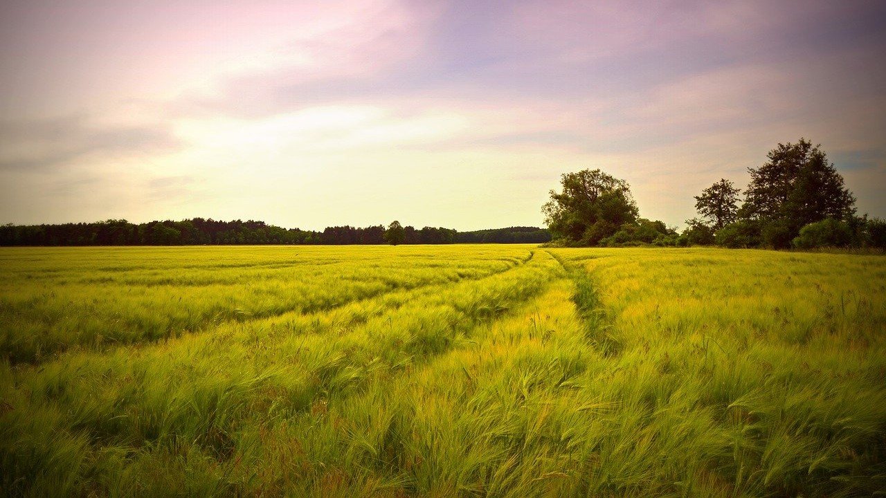 Brandenburg Nutzhanf Landwirtschaft