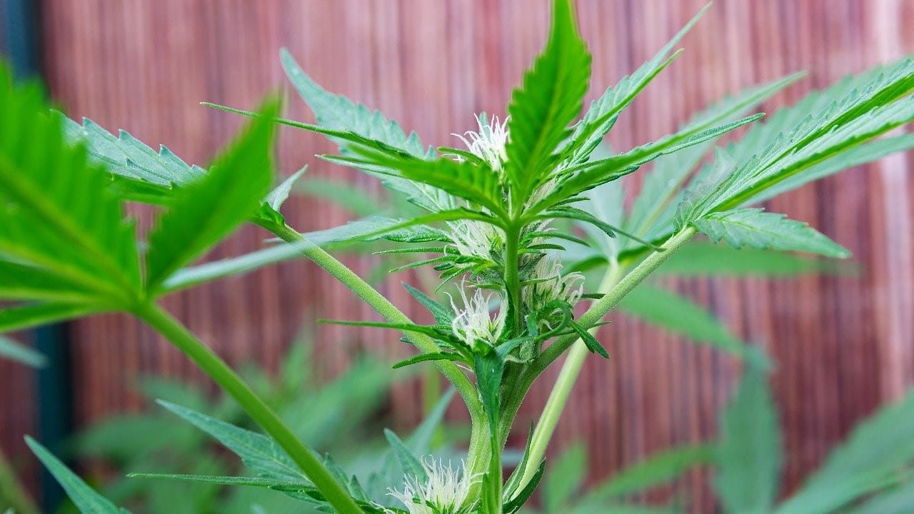 CBD-Blüten anbauen Dünger