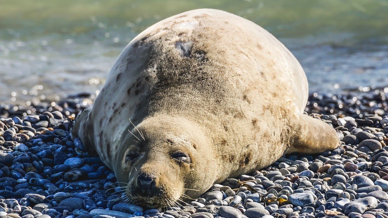 CBD-Öl Schlafphasen