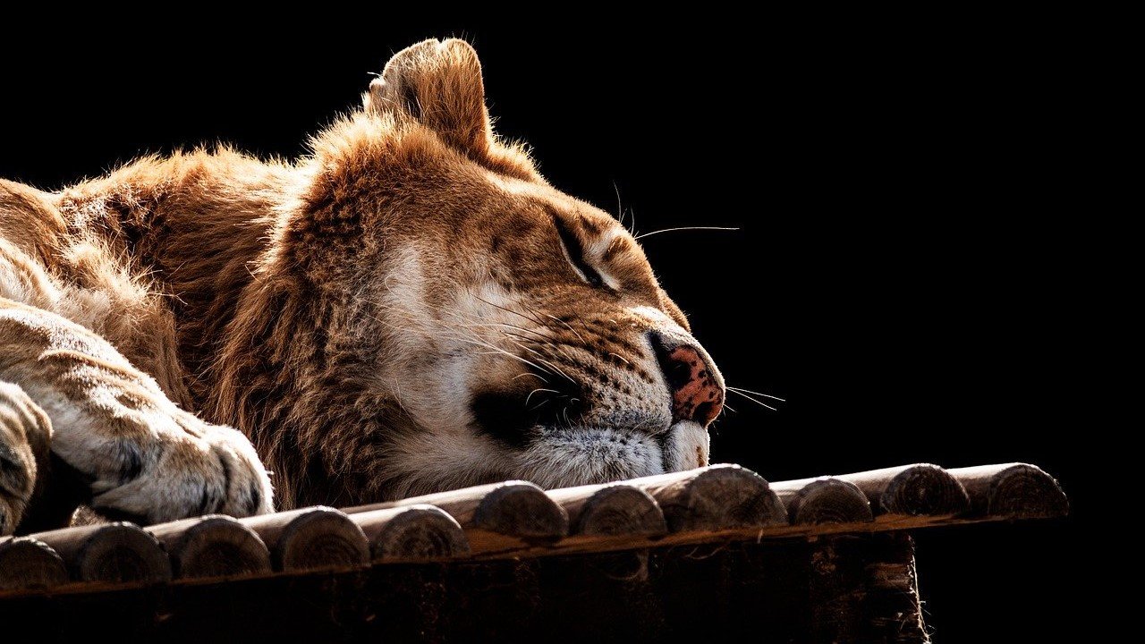 Studie CBD Schlafmittel