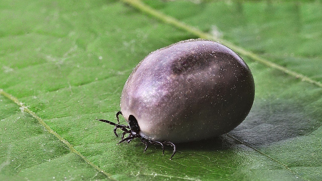 CBD Zecken Borreliose